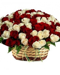 5 dozen garden spray roses